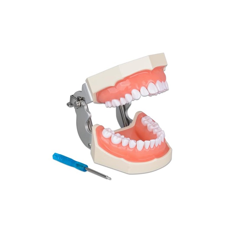Ultrassist Typodont - Modelo de dientes con 28 dientes extraíbles,