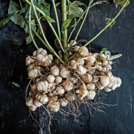 Greenhouse PCA 25 Jerusalem Artichoke Sunchoke Tubers For Planting or Eating by Greenhouse PCA