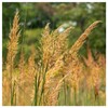 Everwilde Farms - 1/4 Lb Indian Grass Native Grass Seeds