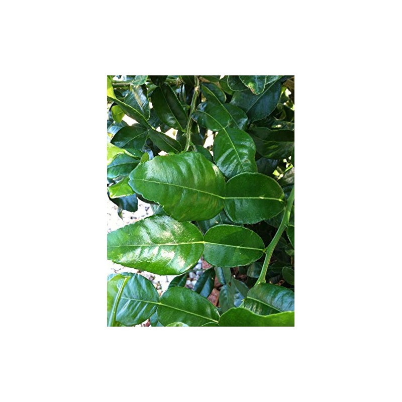 EliteKoopers 100g Fresh Kaffir Lime Citrus Leaves Leaf