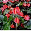 Hawaiian Red Anthurium Plant 6-10 Inches in a 2" Pot