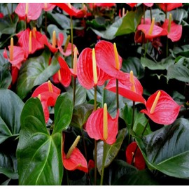 Hawaiian Red Anthurium Plant 6-10 Inches in a 2" Pot Summer Special Graden New