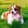 3pcs Upgrade Dog Eye Patch - Premium Single Eyepatch, Protective