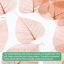 M METERXITY 100-Pack Skeleton Leaves, 5.1 Inch Natural Dried Pressed Bodhi Skeleton Leaves Vein for Resin/DIY Crafts Card/Scrapbook/Wedding, Small Leaves Decorative [Coffee]
