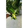 Orchids Vanilla Bean Orchid, 12 Inches Fresh Cutting from My