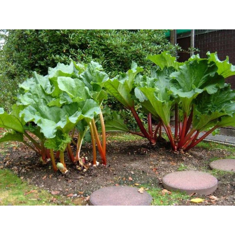 NIKA SEEDS - Seeds Vegetable Rhubarb - 25 Seeds