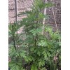 Unbranded mugwort herb - live plant- cây ngải cứu giống