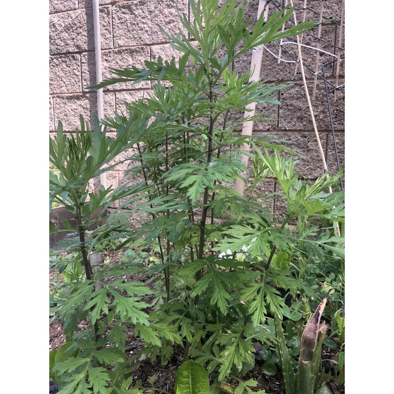 Unbranded mugwort herb - live plant- cây ngải cứu giống