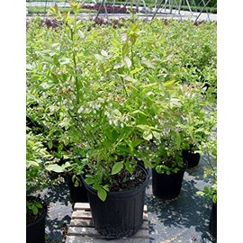 Vaccinium corymbosum 'Jersey' (HighBush Blueberry) Edible-Shrub, #2 - Size Container