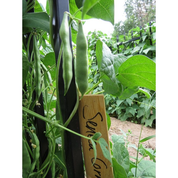 J&L Gardens Seneca Cornstalk Bean - very old bean with