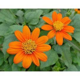 Southeast Seeds Mexican Sunflower Seeds, Orange, Tithonia, Attract Butterflies, Daisy-Like Bloom - 150 Seeds