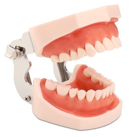 faruijie Dental Typodont Teeth Model with Removable Teeth and Soft Gums Articulated Anatomy Model Teaching Aid for Study Purposes