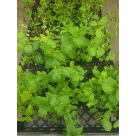 Unbranded Peppermint live Herbs Plants in 4" Pot FREE SHIPPING!