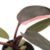 American Plant Exchange Live Philodendron Pink Princess Plant, Plant Pot