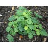 Fresh 500+ SENSITIVE PLANT Seeds BULK *Free US Shipping!* Mimosa