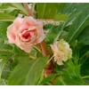 Mixed Impatiens Balsamina Balsam Seeds Camelia Impatiens Seeds Double Flower