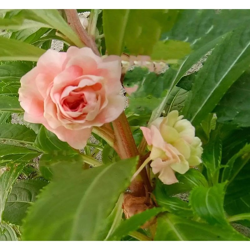 Mixed Impatiens Balsamina Balsam Seeds Camelia Impatiens Seeds Double Flower