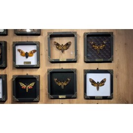 Real Framed Death Head Moth Acherontia Entomology Wooden Frame Taxidermy