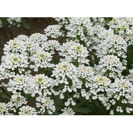 1oz White Candytuft Flower Seeds Rocket ‘Empress Iberis Amara Ground Cover (Approx 11,250 Seeds)