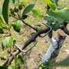 Pack of 25 Branch Separators for Fruit Trees, M-Shaped Branch