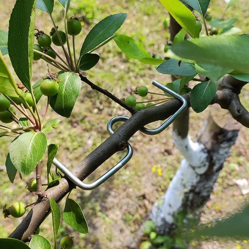 Pack of 25 Branch Separators for Fruit Trees, M-Shaped Branch