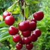 Live Tree Bush cherry Joel (Prunus japonica x Prunus jacquemontii)