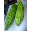 Bitter Gourds Seeds (Asian vegetable) "Green Skin" - 8-10" long
