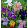 mixed tall bearded iris 5 mixed tall bearded iris RHIZOMES