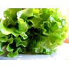 Curly Leaf Lettuce 1000+ Seeds for Planting Non-GMO