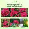 Outsidepride Rose Verbena Seeds for Planting - 1000 Pcs. Annual,