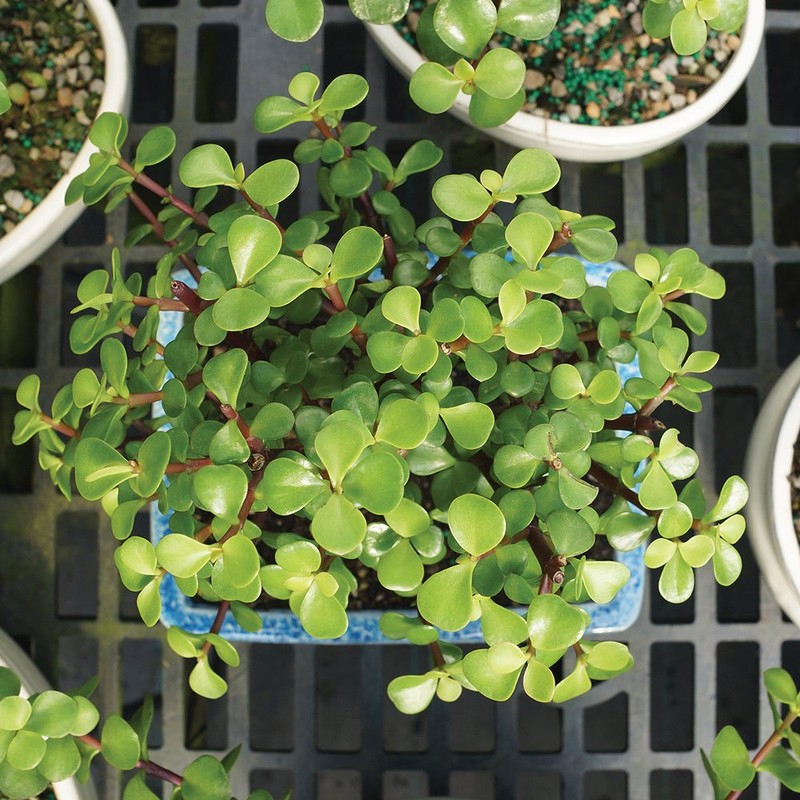 Brussel's Bonsai - Live Dwarf Jade Bonsai Tree in a