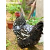 Chicken Saddle with Wing Protector - Chicken Aprons & Vest