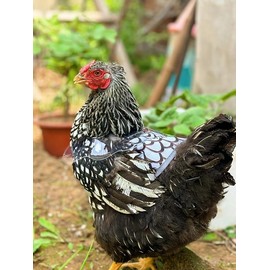 Chicken Saddle with Wing Protector - Chicken Aprons & Vest Jacket for Hens, Chicken Saddles for Hens With Adjustable Straps (Black, Yellow, White)