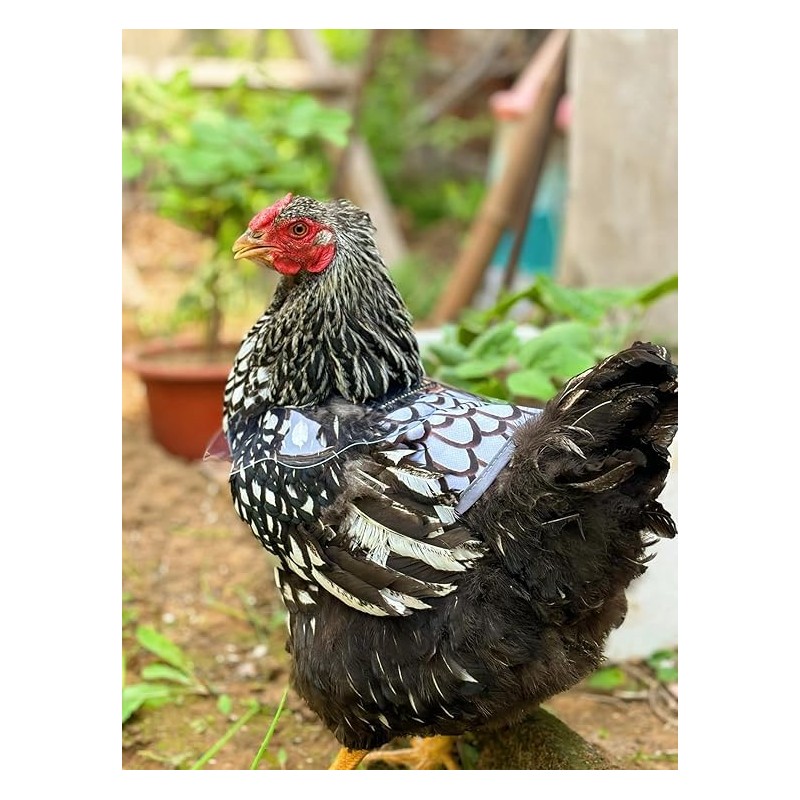 Chicken Saddle with Wing Protector - Chicken Aprons & Vest