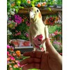 Magnoloran 2 Pcs Bird Diapers Bird Harness Flight Suits Diapers