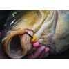 Tandem Baits Carp Food Fishing Food Pop Ups SuperFeed Fluo
