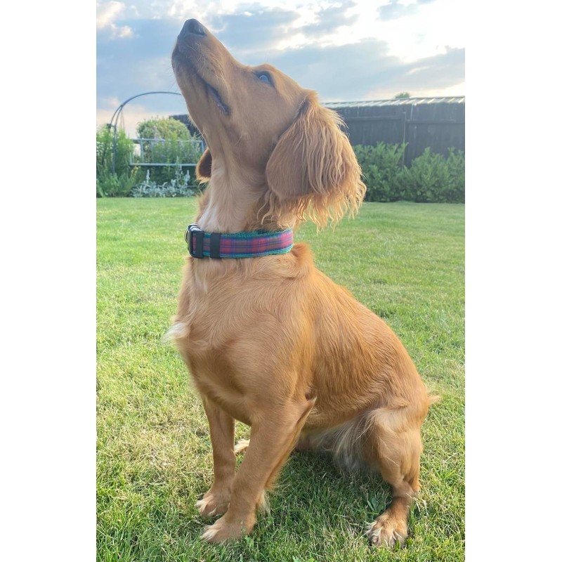 Tartan Dog Collar 25mm Wide Adjustable Comfortable Collar Small Medium