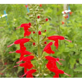 250 Red Scarlet Salvia Sage Flower Seeds Coccinea Blood Texas - Premium Non-GMO, Open Pollinated, US Grown Seed