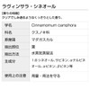 Lavinsara Cineol 10ml Incent Essential Oil Essential Oil