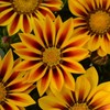300+ Gazania Seeds for Planting Mix Heat & Drought Tolerant