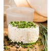 AlcoFermBrew 10 x Käseform 9x5.2cm - 0.35kg - Caciotta –