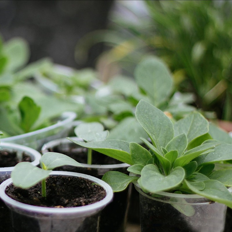 OUPSAUI 36 Pack 7/6/5/3.5 Inch Clear Nursery Pots with Drainage,