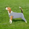 Dog Post Surgery Body Suit, Operation Recovery Suit Female Dog