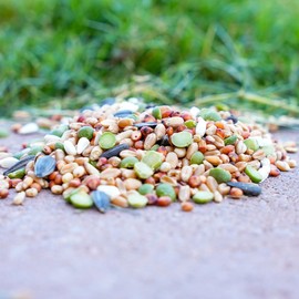 Desert Valley Premium Whole Grain Scratch Feed- Non GMO - Nutritious Treat for Chickens, Ducks, Wild Birds & More (5-Pounds)