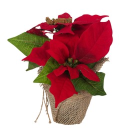 Bambelaa! Pack of 3 Christmas Star Artificial Window Realistic Christmas Decoration Christmas Decoration (Red)