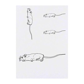 4 x 'Running Rat' Temporary Tattoos - Water Resistant, Skin-Safe, Non-Toxic Transfers, Mixed Sizes (TO00039781)