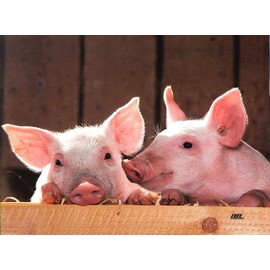 Rogue River Tactical Farm Animal Pig Barnyard Kitchen Glass Cutting Board Barn Decorative Gift Farmhouse Ranch Piglets Design