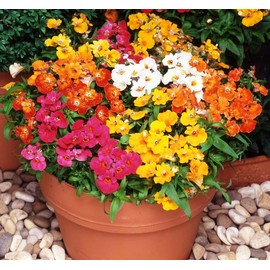 CEMEHA SEEDS - Nemesia Carnival Mix Ornamental Indoor Annual Flowers for Planting