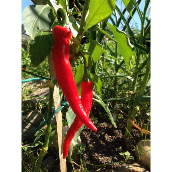 Cayenne Red Long Pepper - 100 Seeds -GARDEN FRESH PACK!