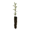 Montezuma Cypress | Small Tree Seedling | The Jonsteen Company